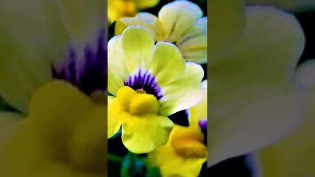 Красивый Цветок с СУПЕР ОБИЛЬНЫМ Цветением ВСЕ ЛЕТО ДО МОРОЗОВ Немезия смотреть онлайн