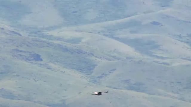 ОРЛЫ ЖИВУЩИЕ У ГОРЫ АБЛАКЕТКА. 2