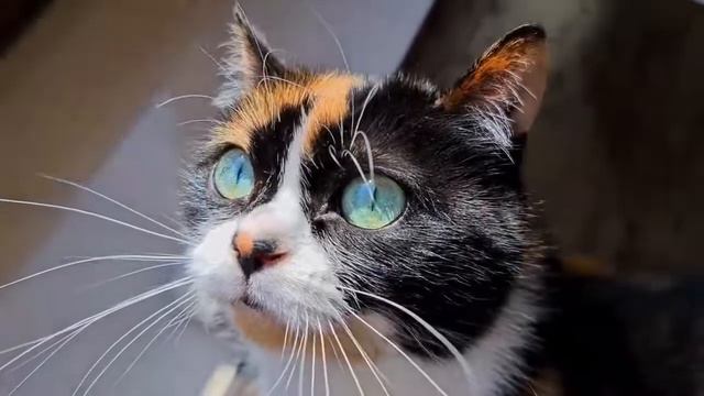 что происходит с куки куки умирает что происходит с куки куки умирает  что происходит с куки куки у