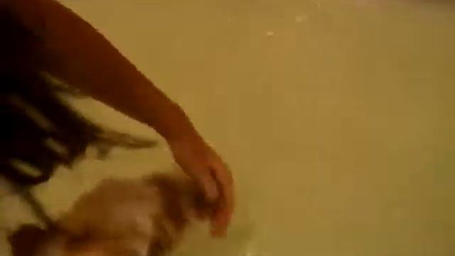 Щенок Никуша принимает ванну смотреть онлайн