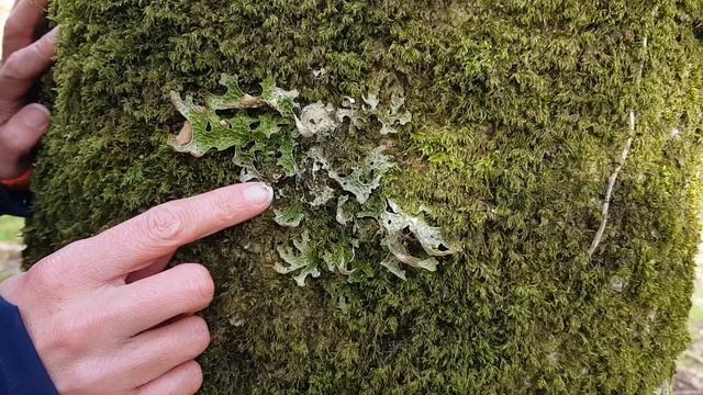 Identifying Tree Lungwort смотреть онлайн