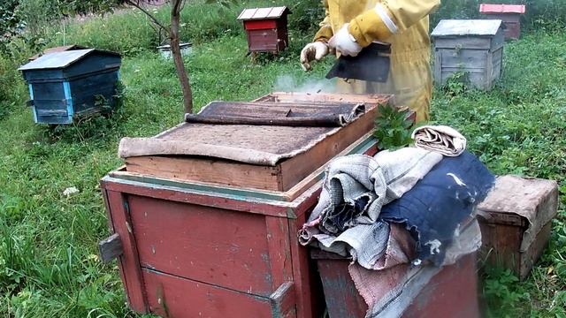 Сколько меда можно сьесть.О меде