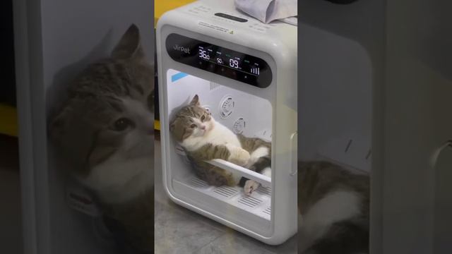 «Мини-баня» для котика за 219.000 руб! смотреть онлайн