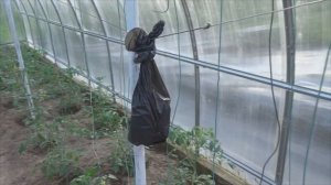 Как ферментировать чай из листьев черной смородины
