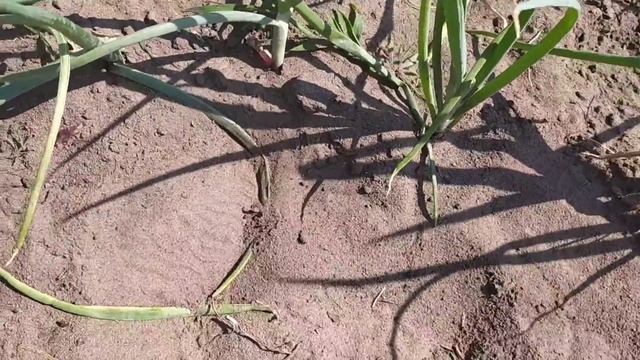 Когда убирать лук? Harvesting Winter ONION. When harvest onions? смотреть онлайн