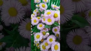 Розовые пушистики.