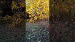 Лесной мульчер Своими руками.