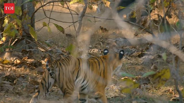 Tiger Anthem Film 1 | Shantanu Moitra | Subbiah Nallamuthu | #SavingOurStripes смотреть онлайн