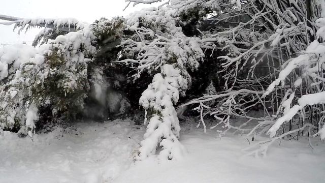 Не время отдыхать! Очень важные дела на даче в декабре ☘ смотреть онлайн