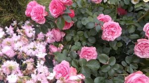 Роза Леонардо да Винчи. Одна из лучших флорибунд в саду.