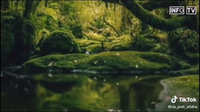 Хадис про дерева Финика . Как защитить семью от вещи харам!!! смотреть онлайн