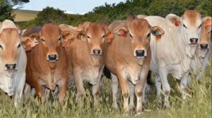 Порода коров Зебу особенности, содержание и уход | КРС | Молочные коровы | Коровы и Быки Зебу