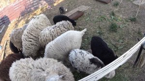 Сколько сена надо овцам.овцы на даче