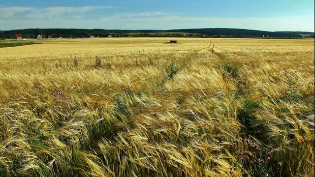 Русское поле