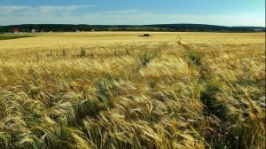 Русское поле