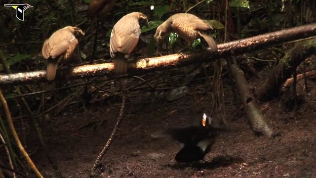 Birds dance party. Птицы танцуют смотреть онлайн