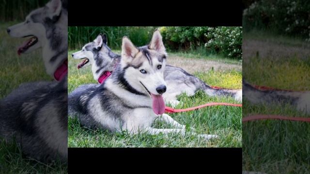 Правильное кормление собак породы Хаски смотреть онлайн