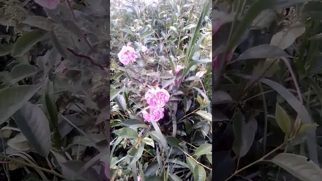 Зацвела Роза смотреть онлайн