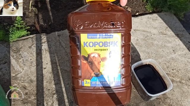 Корневая подкормка огурцов в открытом грунте коровяком для большого урожая смотреть онлайн