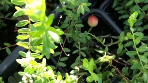 Мини грядка с клюквой. Саженцы клюквы.