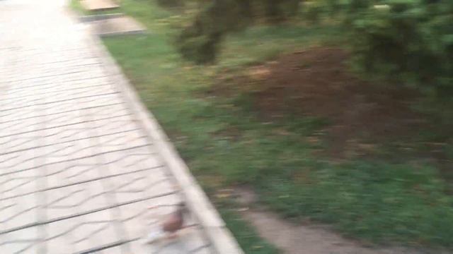 В Лисичанске в парке старого центра установили новые тренажеры, качели и горки для деток!!! смотреть онлайн