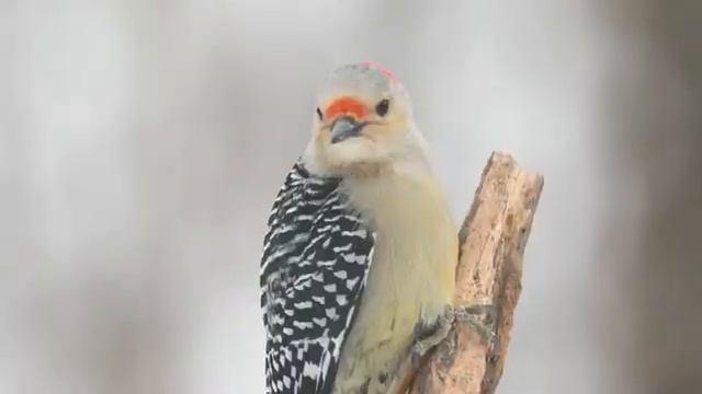 Расслабляющая музыка против стрессов, чтобы успокоить разум?Музыка лечит сердце и сосуды смотреть онлайн