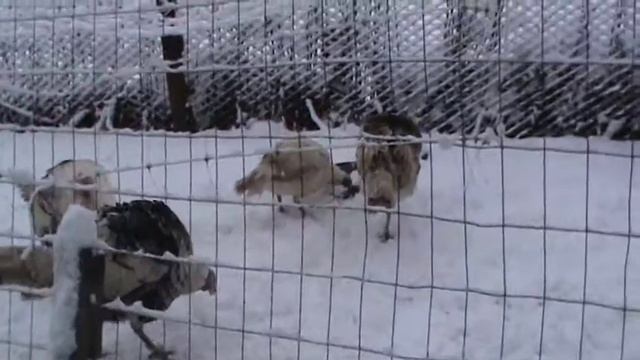 Северокавказские индюки прогулка по снегу смотреть онлайн