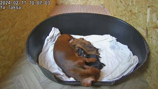 🔴Я Такса DAY 7 Щенки таксы онлайн 🔴 Dachshund puppies online смотреть онлайн