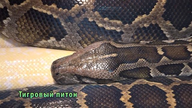 Нижегородский ЭКЗОТАРИУМ смотреть онлайн