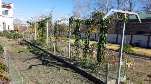 Актинидия аргута