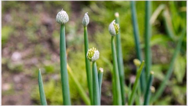 Как хранить лук севок до посадки весной температурные условия и подходящая тара смотреть онлайн
