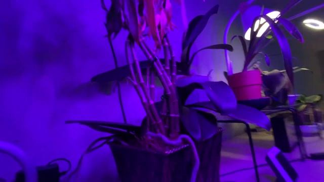 Summer Update 2022 || *NEW ORCHIDS* to my collection смотреть онлайн
