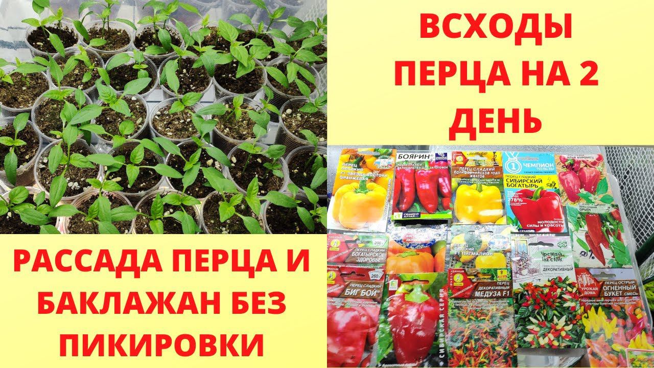 Обязательно посейте так перец на рассаду. Перец взойдет на 2 день 100%. Рассада перца без пикировки. смотреть онлайн