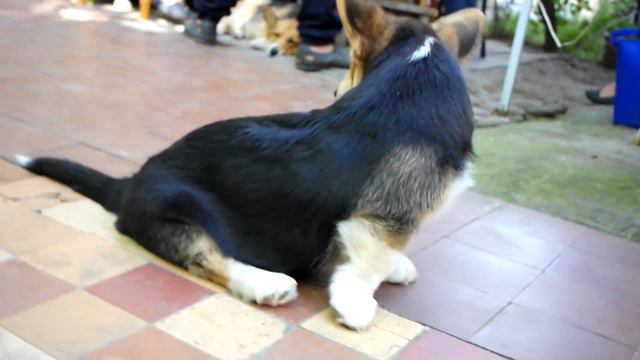 SAM 6387 смотреть онлайн