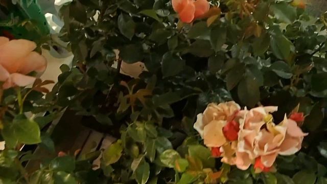 Floribunda Rose Marie Curie смотреть онлайн