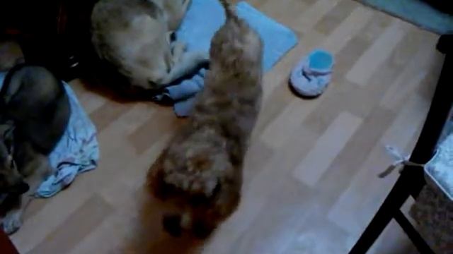 Драка собак в кемерово смотреть онлайн