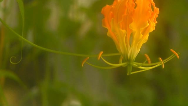 БЕЗУМНО КРАСИВЫЕ БАБОЧКИ И ЦВЕТЫ