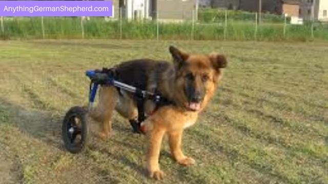 German Shepherd Bloodhound Mix: Is a Great Trail Dog Choice? смотреть онлайн