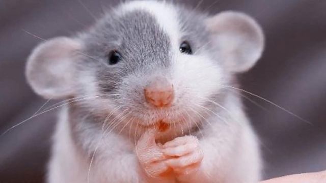 Разведение и содержание мышей на корм как бизнес идея смотреть онлайн