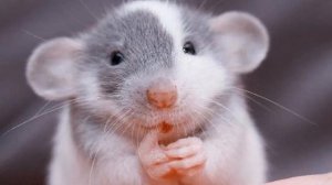 Разведение и содержание мышей на корм как бизнес идея