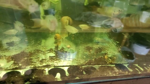 Воздушная голодовка забился распылитель...