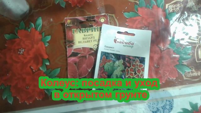 Колеус. Xalça gülü. Yaprak güzeli. Kolyos. смотреть онлайн