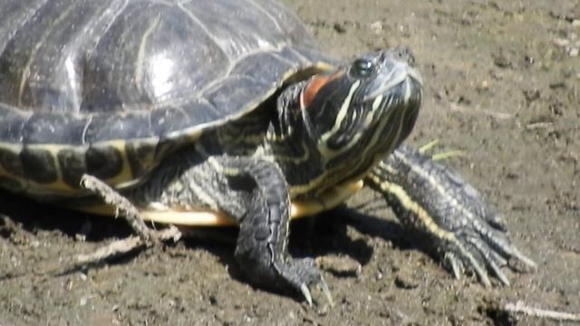 Биосфера. Красноухая черепаха. Пик лета. Везёлка обмелела. Жара.