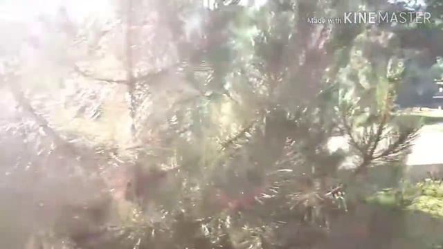 Святогорск отдых. Обзор номера Золотая купель. Красивый звон колоколов. смотреть онлайн