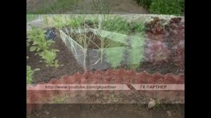 Грядки из шифера своими руками