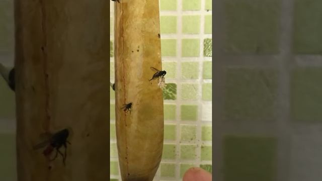 Очень живучая муха смотреть онлайн