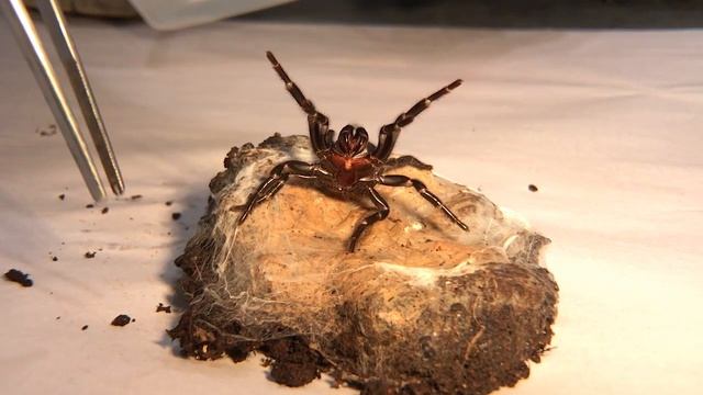 The Australian Funnel-web Spider with Craig Adams смотреть онлайн