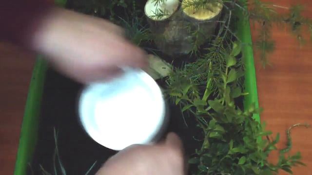 Mини сад своими руками * Mini fairy garden plants смотреть онлайн