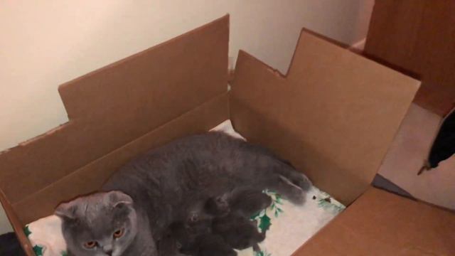 16серия. Рози и Кросби. Встречайте 6 новых персонажей! Зоопарк разрастается! В мире животных, короч смотреть онлайн