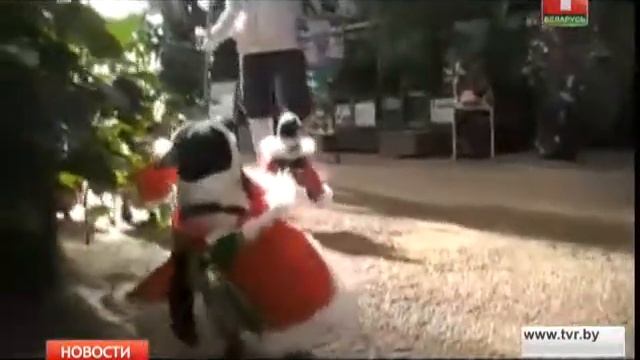 Парад пингвинов в японском зоопарке смотреть онлайн